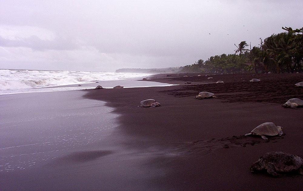 sea turtles crawling to and from the beach at the Ostional Beach, Nicoya Peninsula
