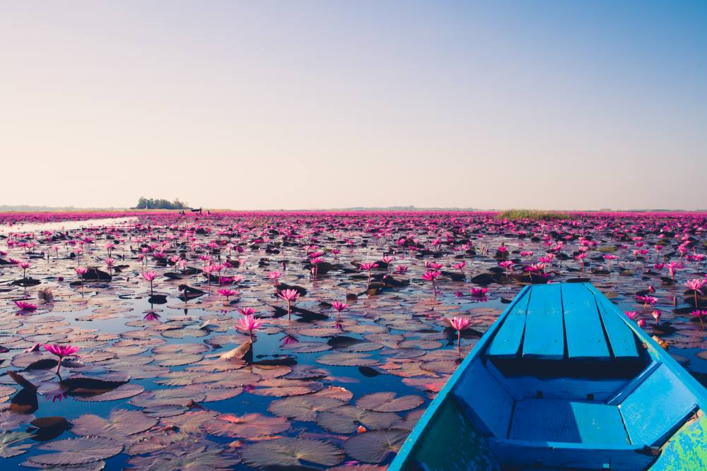 boat in the middle of body of water full of pink lotus
