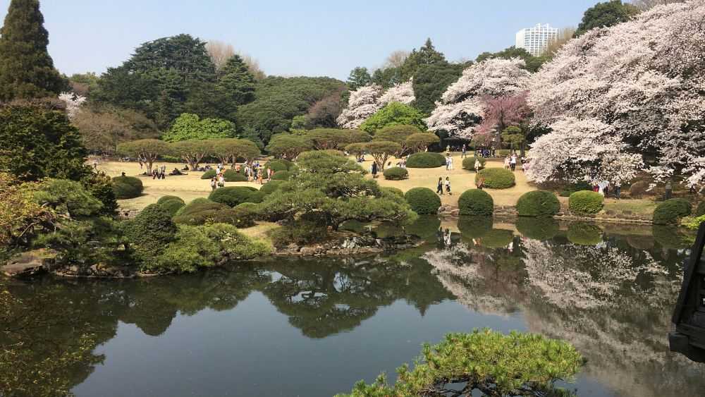 people in a park surrounded by trees and plants with lake in front - best things to do in Tokyo