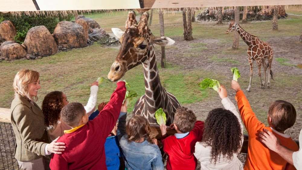 kids feeing the giraffe