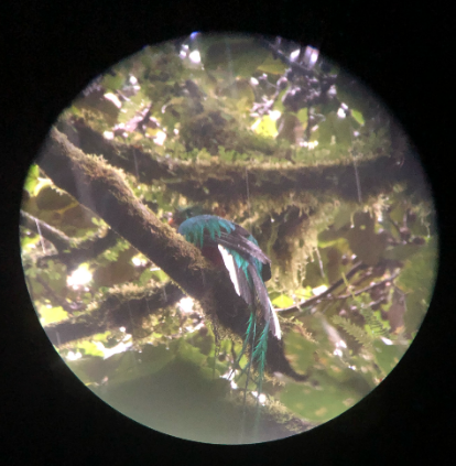 Costa Rica Bird